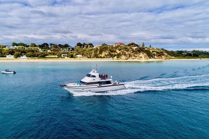 Sorrento 3-Hour Dolphin & Seal Sightseeing Cruise — Port Phillip Wildlife photo 2