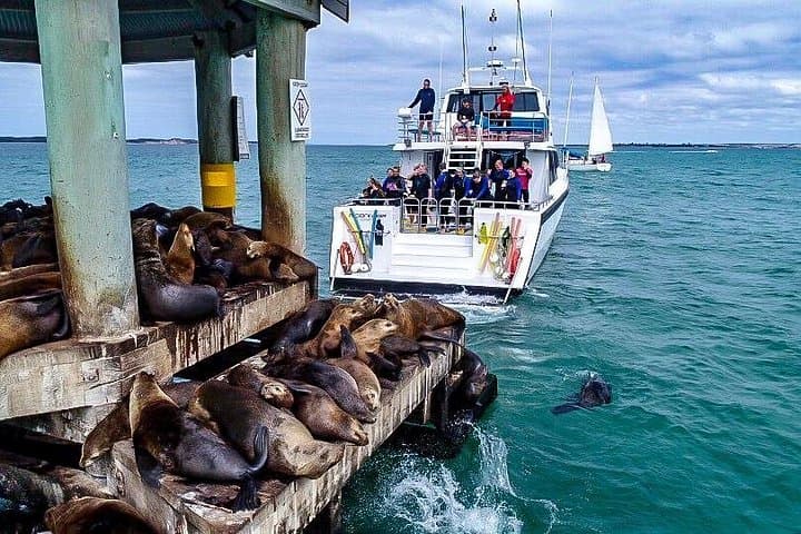 Sorrento 3-Hour Dolphin & Seal Sightseeing Cruise — Port Phillip Wildlife photo 3