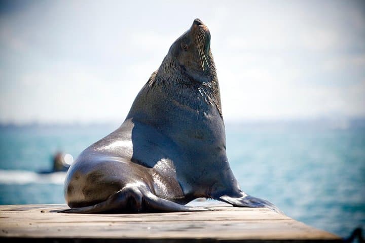 Sorrento 3-Hour Dolphin & Seal Sightseeing Cruise — Port Phillip Wildlife photo 4