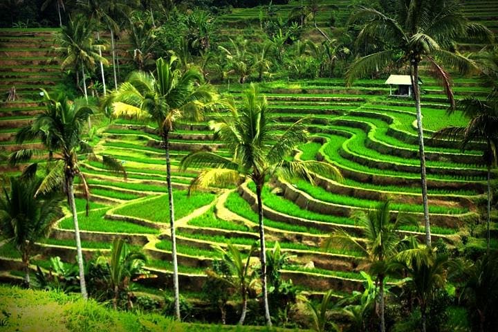 Jatiluwih Rice Terraces & Bali Jungle Swing Day Tour photo 5