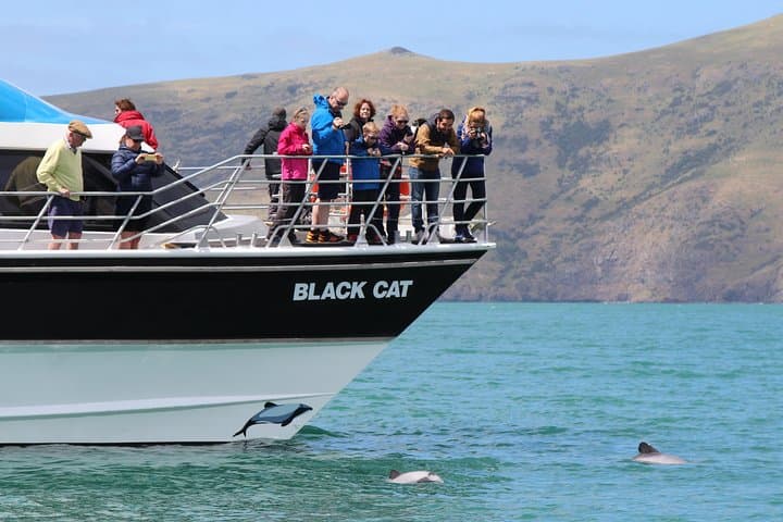 Akaroa Harbour Nature Cruise — Hector’s Dolphins, Sea Cliffs & Conservation photo 2