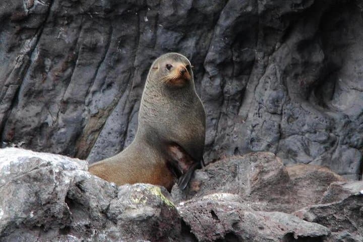 Akaroa Harbour Nature Cruise — Hector’s Dolphins, Sea Cliffs & Conservation photo 4