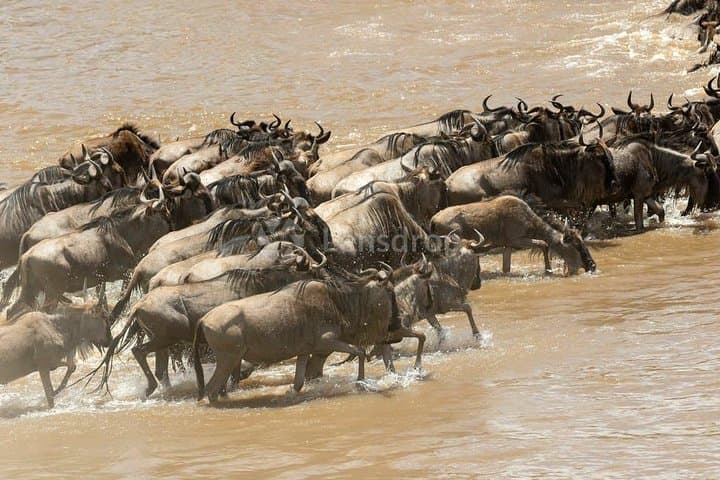 3-Day Masai Mara Joining Safari from Nairobi — Wildebeest Migration & Big Five Game Drives photo 1