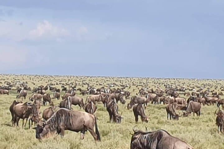 3-Day Masai Mara Joining Safari from Nairobi — Wildebeest Migration & Big Five Game Drives photo 4