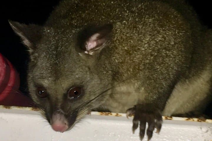 Night Wildlife Spotting at Cradle Mountain — Guided Sunset & Nocturnal Tour photo 5
