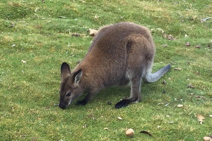 Night Wildlife Spotting at Cradle Mountain — Guided Sunset & Nocturnal Tour photo 6