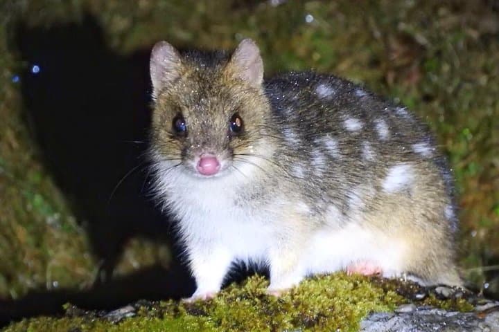 Night Wildlife Spotting at Cradle Mountain — Guided Sunset & Nocturnal Tour photo 4