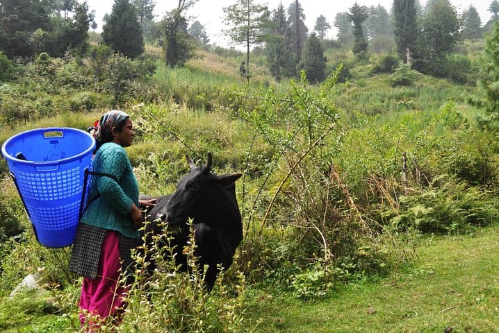 Manali Village Tour: Forest Hikes, Home Lunches & Overnight Camping photo 2