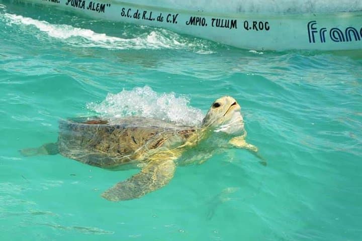 Snorkeling Sian Ka'an Biosphere: Punta Allen Day Trip from Tulum photo 2
