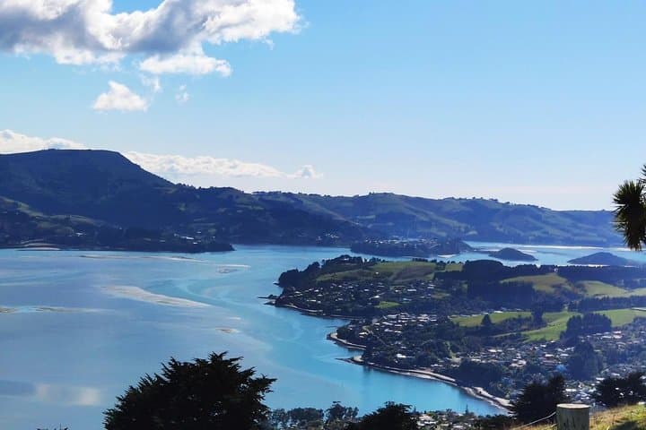 Dunedin City and Coastal Views — 3-Hour Small-Group Guided Tour photo 5