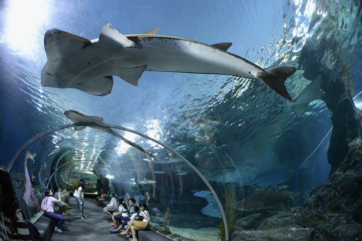 Underwater World Pattaya — 100m Glass Tunnel, Touch Pools & Marine Zones photo 4