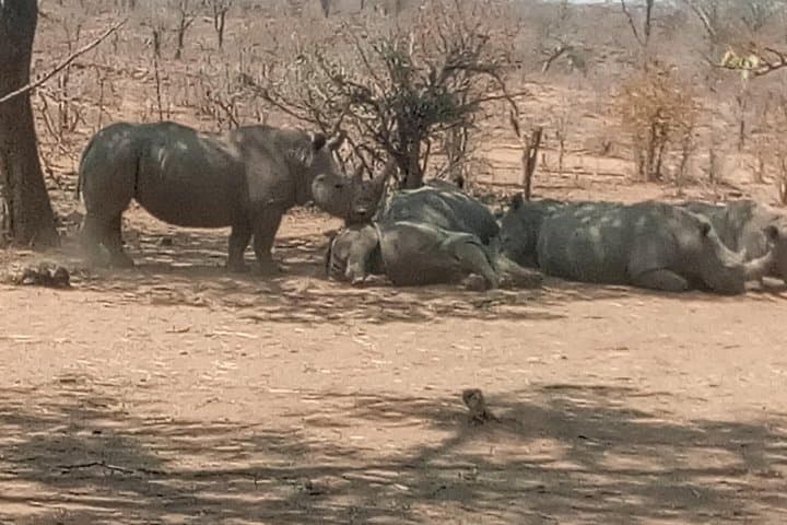 Short Rhino Safari Walk — High-Probability Rhino Tracking near Livingstone photo 3