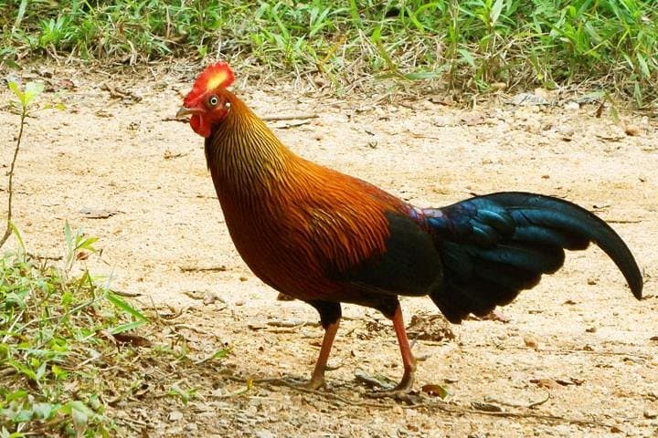 Sinharaja Rain Forest: 2-Day Birding Excursion in Sri Lanka's World Heritage Reserve photo 4