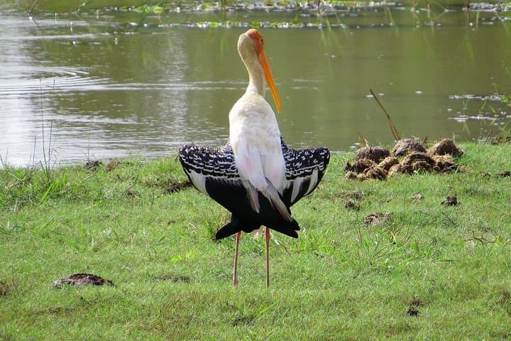 One Night Camping in Yala National Park — Overnight Safari & Leopard Viewing photo 2