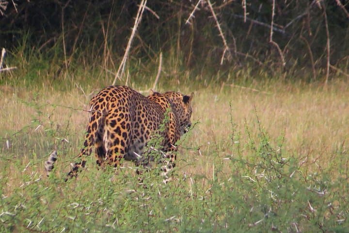 Wild Night: One-Night Safari Camping in Wilpattu National Park, Sri Lanka photo 2