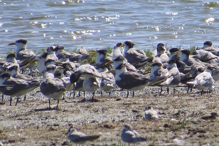 One Night Camping in Kumana National Park: East Coast Safari & Birdwatching photo 4