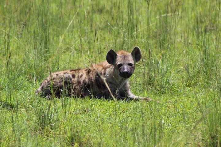 8-Day Uganda Primate Safari — Gorilla & Chimpanzee Trekking in Bwindi and Kibale photo 4