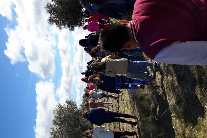 Centuries-Old Olive Grove Visit & Cornicabra Oil Tasting near Toledo photo 3