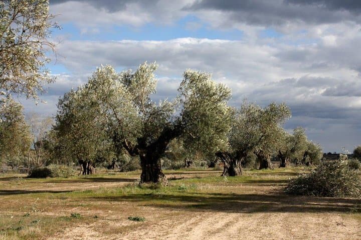Centuries-Old Olive Grove Visit & Cornicabra Oil Tasting near Toledo