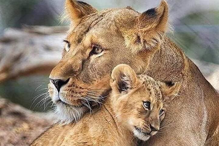 3-Day Masai Mara Safari: Big Five & Wildebeest Migration Experience photo 6