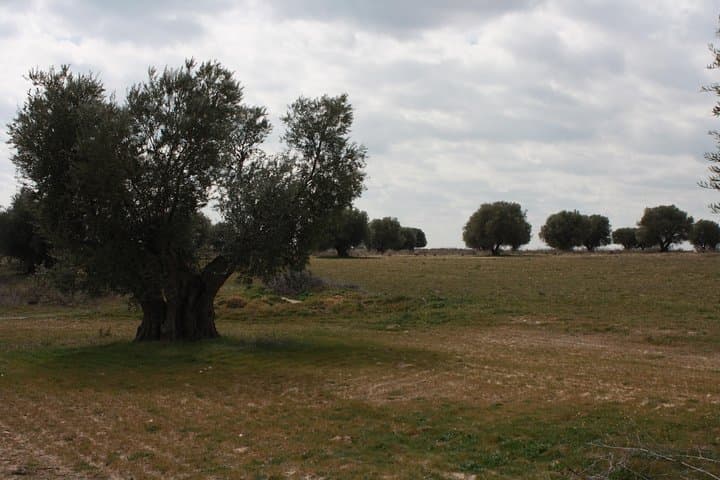 Centuries-Old Olive Grove Visit & Cornicabra Oil Tasting near Toledo photo 2