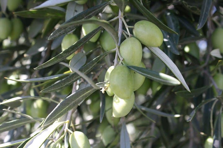 Centuries-Old Olive Grove Visit & Cornicabra Oil Tasting near Toledo photo 6