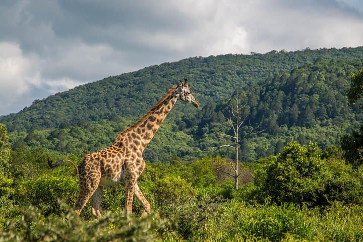 Full-Day Safari to Arusha National Park from Arusha Town