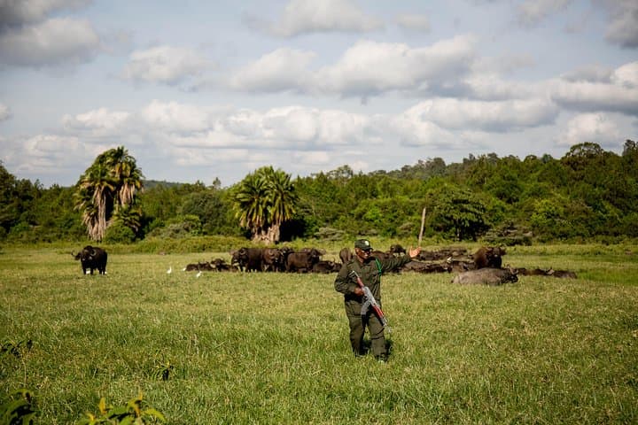 Full-Day Safari to Arusha National Park from Arusha Town photo 4