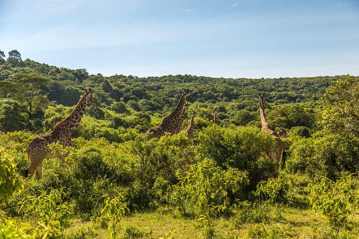 Full-Day Safari to Arusha National Park from Arusha Town photo 6