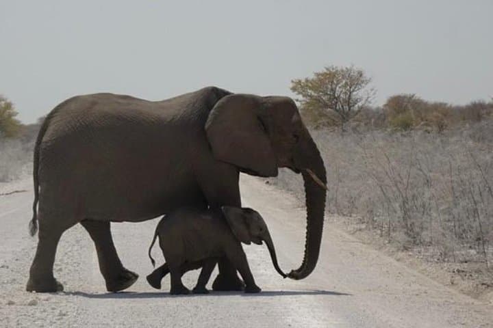 Etosha Park Safari in 4x4 with Local Guides — Full-Day Game Drive photo 6