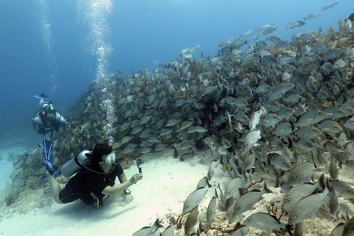 Two-Tank Reef Dives in Playa del Carmen: Morning or Afternoon Certified Dive Trips photo 2