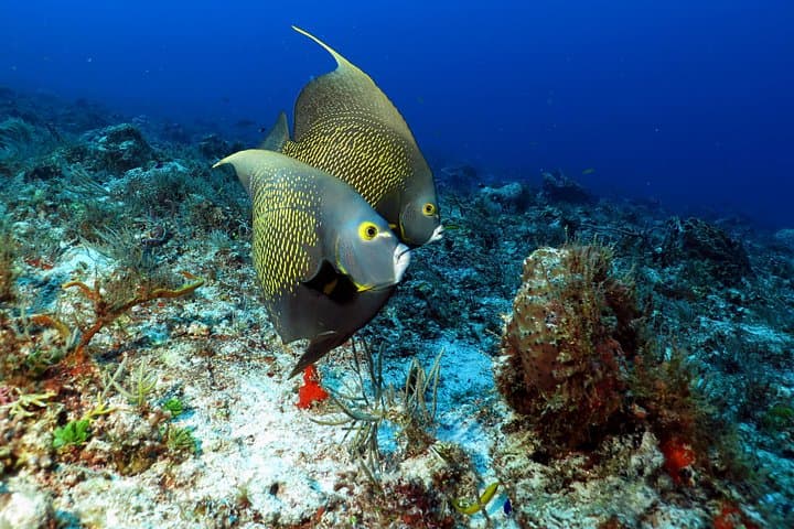 Two-Tank Reef Dives in Playa del Carmen: Morning or Afternoon Certified Dive Trips photo 3