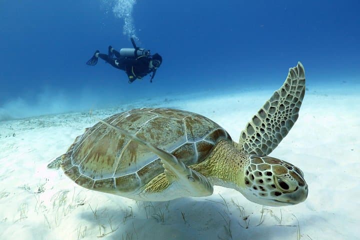 Two-Tank Reef Dives in Playa del Carmen: Morning or Afternoon Certified Dive Trips photo 1