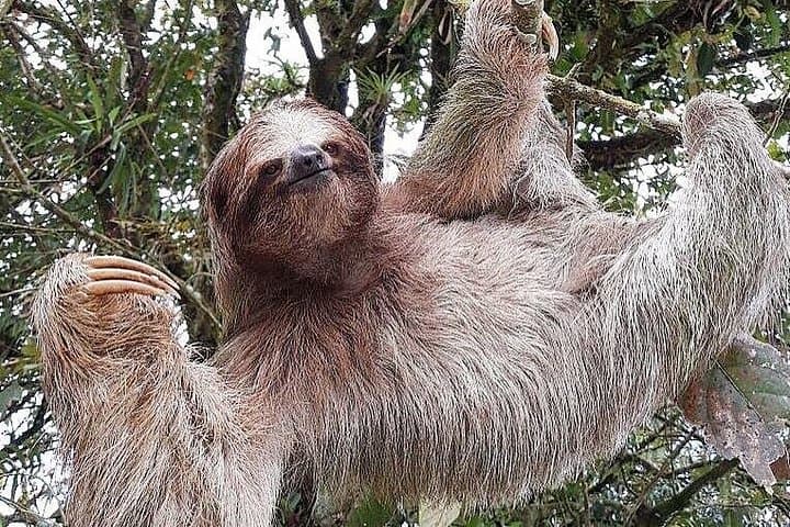 Sloth Watching Tour at Arenal: La Fortuna Wildlife Drive photo 1