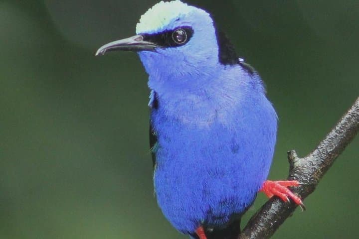 Early-Bird Birdwatching Tour in La Fortuna — Arenal Wildlife & Breakfast Experience photo 3