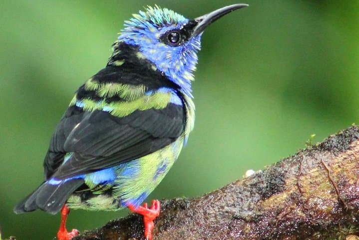 Early-Bird Birdwatching Tour in La Fortuna — Arenal Wildlife & Breakfast Experience photo 4