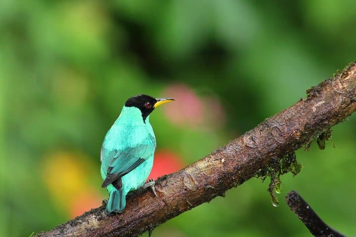 Early-Bird Birdwatching Tour in La Fortuna — Arenal Wildlife & Breakfast Experience photo 6