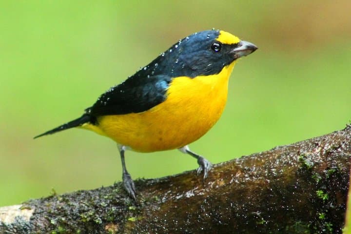 Early-Bird Birdwatching Tour in La Fortuna — Arenal Wildlife & Breakfast Experience photo 5