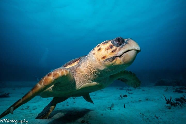 Cozumel Express Two-Tank Dives from Playa del Carmen — Wall and Drift Diving