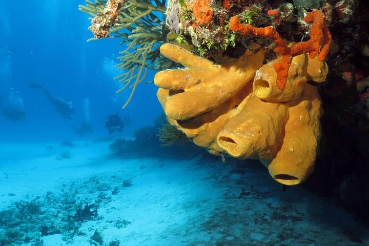 Cozumel Express Two-Tank Dives from Playa del Carmen — Wall and Drift Diving photo 5