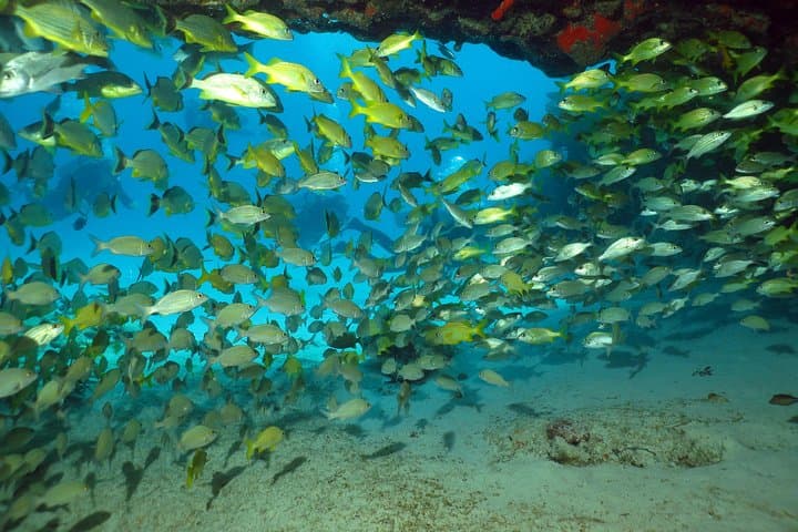 Discover Scuba Diving in Playa del Carmen: Two Shallow Coral Reef Dives photo 6