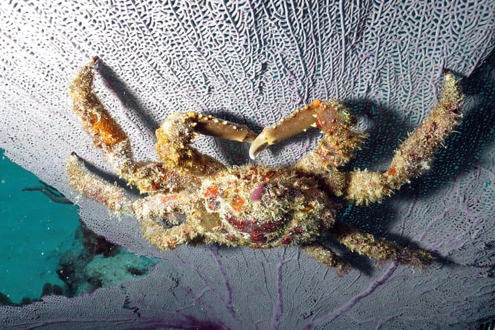 PADI Open Water Diver Course in Playa del Carmen — 2-Day Certification on the Mesoamerican Reef photo 6