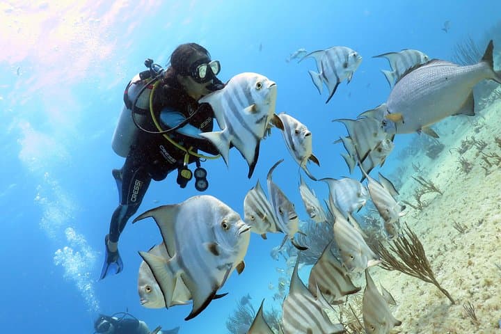 PADI Open Water Diver Course in Playa del Carmen — 2-Day Certification on the Mesoamerican Reef photo 4