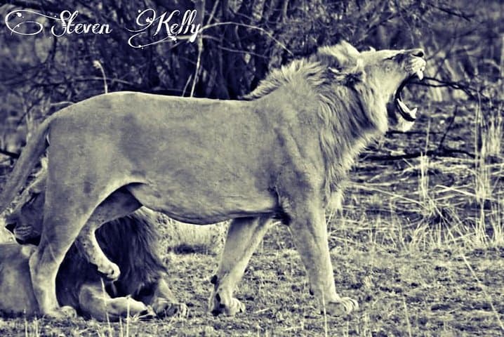 Walk with Kruger Lions: Little Lionman Steve Kelly's Expedition photo 2