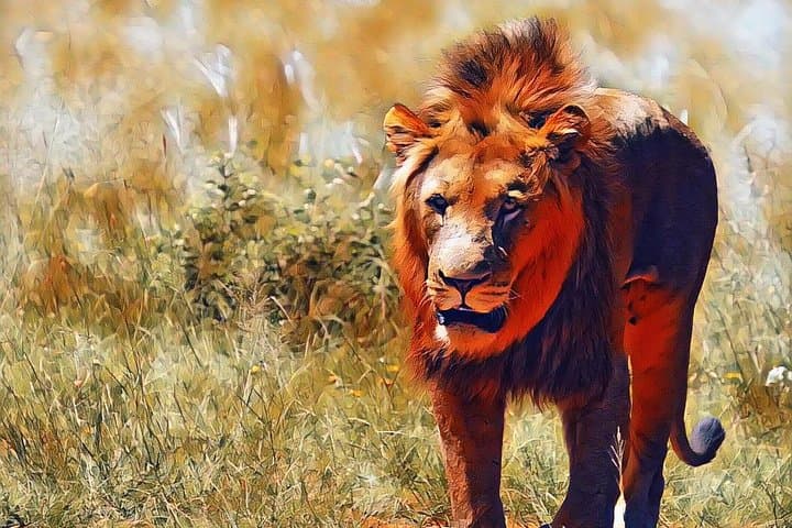 Walk with Kruger Lions: Little Lionman Steve Kelly's Expedition photo 4