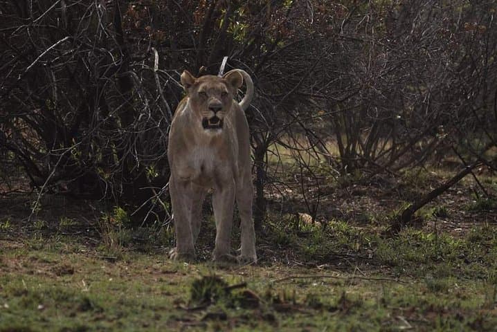 Walk with Kruger Lions: Little Lionman Steve Kelly's Expedition photo 6