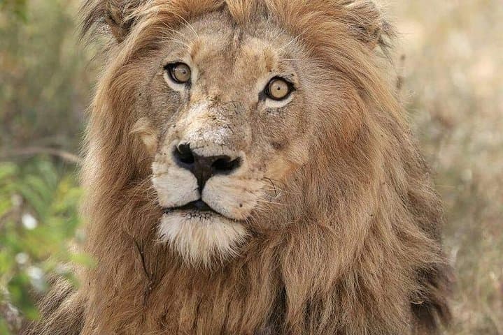 Walk with Kruger Lions: Little Lionman Steve Kelly's Expedition