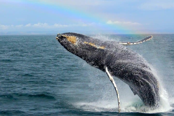 Exploring Monterey Bay: An Immersive Whale Watching Tour Experience