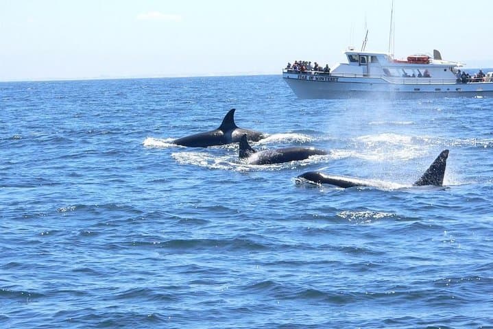 Exploring Monterey Bay: An Immersive Whale Watching Tour Experience photo 2