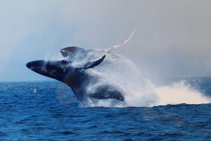 Exploring Monterey Bay: An Immersive Whale Watching Tour Experience photo 3